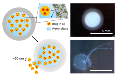 A new platform for controlled delivery of key nanoscale drugs and more