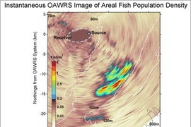 This sonar image shows a fish shoal located near the edge of the continental shelf south of Long Island, N.Y. Researchers at MIT, Northeastern University and the Naval Research Laboratory developed the remote sensor system used to locate the fish shoal.