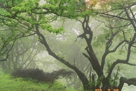 A desert cloud forest in Oman.