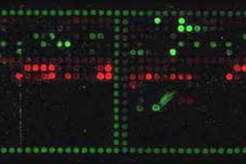 These peptide arrays--glass slides covered with thousands of tiny protein fragments--were used to observe the formation of the long fibers key to certain neurodegenerative diseases.