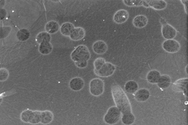 A scanning electron microscope image of the graphene covering pores in the polycarbonate track etch membrane.