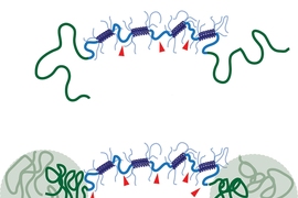 When the new shear thinning hydrogel (top) is heated to body temperature, polymer chains join together to form a reinforcing network that improves the gel’s stability (bottom).