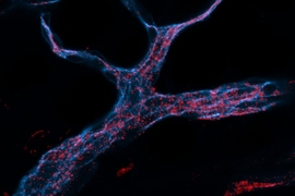 MIT engineers designed RNA-carrying nanoparticles (red) that can be taken up by endothelial cells (stained blue).