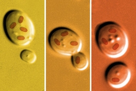 To produce yeast strains that would reveal the effects of different types of mitochondria on heritability, MIT and Whitehead Institute researchers developed a technique for temporarily fusing yeast cells, letting themitochondria of one migrate to the other.