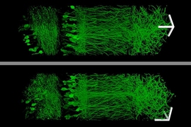 Using a new technique that allows them to enlarge brain tissue, MIT scientists created these images of neurons in the hippocampus.

