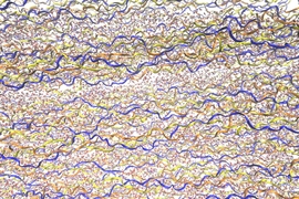 Illustrations depict the collagen fibrils, with their triple-helix structure, surrounded by water molecules. The three different chains of the triple helix are depicted in different colors. Water molecules are shown in red and gray.