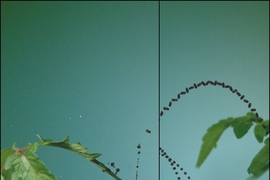 Researchers have developed a theoretical model to describe the relationship between a leaf’s flexibility, the fragmentation of the fluid, and its resulting pattern of raindrop-induced dispersal. The model, Bourouiba says, may eventually help farmers design fields of alternating crops. 