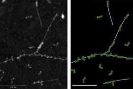 The atomic-force microscopy (AFM) image on the left demonstrates the physical binding between fibrinogen proteins and single walled carbon nanotubes. The right shows a trace of the AFM image with the fibrinogen in green and nanotubes in light blue.