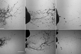 Top and side views of the rapid fragmentation process of mucosalivary fluid occurring during a healthy sneeze. They reflect the sequence of formation of sheets and then filaments, ultimately leading to the formation of respiratory droplets outside of the mouth. These were captured with a camera operating at 6,000 to 8,000 frames per second.
