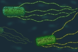 MIT biological engineers have devised a programming language that can be used to give new functions to E. coli bacteria. 
