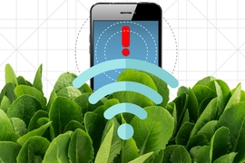 By embedding spinach leaves with carbon nanotubes, MIT engineers have transformed spinach plants into sensors that can detect explosives and wirelessly relay that information to a handheld device similar to a smartphone.
