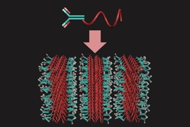 MIT chemical engineers discovered that they could force antibodies and other proteins to form layers by attaching each protein to a polymer tail. The proteins and polymers repel each other, so the molecules arrange themselves in a structure that minimizes the interactions between the protein and polymer segments.
