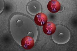 A team of researchers from MIT, Georgia Tech, and the University of Florida has devised a way to rapidly test different nanoparticles to see where they go in the body.