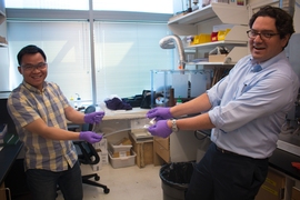 Jinyao Liu, left, and Giovanni Traverso stretch a new hydrogel. To help ensure patients receive their full course of treatment, researchers have developed a new set of drug delivery materials made of the hydrogel. The material can reside in the stomach for up to nine days and slowly release its dosage of medication.
