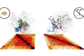 Computer models of chromosomes and the experimental Hi-C maps shown below them reveal the central role of cohesin in folding the genome into distinct domains (highlighted in blue, green, and pink). When cohesin is depleted experimentally and in simulations, domains unfold and intermix (right). 
