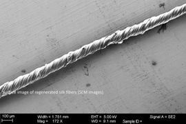 Surface image of regenerated silk fibers. 
