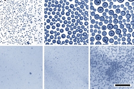 Optical images demonstrate that when water droplets condense on an oil bath, the droplets rapidly coalesce to become larger and larger (top row of images, at 10-minute intervals). Under identical conditions but with a soap-like surfactant added (bottom row), the tiny droplets are much more stable and remain small.
