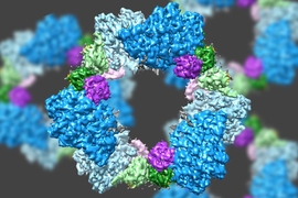 Using a state-of-the-art type of electron microscopy, an MIT-led team has discovered the structure of an enzyme that is crucial for maintaining an adequate supply of DNA building blocks in human cells. 
