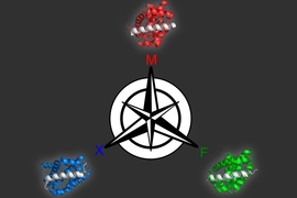 Using a computer modeling approach that they developed, MIT biologists identified three different proteins that can bind selectively to each of three similar targets, all members of the Bcl-2 family of proteins.