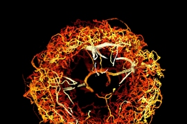 Dopaminergic neurons in the ellipsoid body of a fruit fly brain, color-coded by 3D depth. 