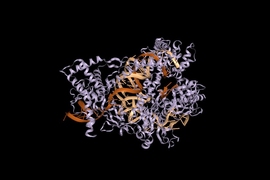 Crystal structure of Cas12b (purple) bound to RNA (gold) and DNA (brown).