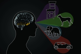 MIT researchers have found that the part of the visual cortex known as the inferotemporal (IT) cortex is required to distinguish between different objects.