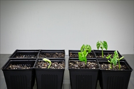 Planted in identical pots of salty soil, untreated seeds (left) mostly fail to germinate, while the coated seeds (right) develop normally.