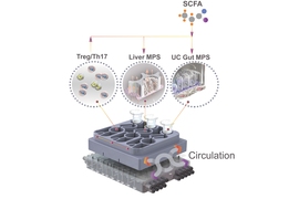 MIT engineers have designed a microphysiological system that can be used to study the interactions between different organs, as well as the immune system.