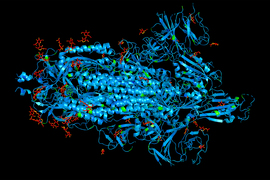 protein spikes on coronaviruses