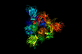 protein spikes on coronaviruses