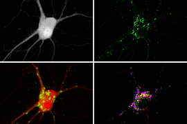 making molecular activity visible