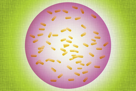 encapsulated bacterial sensor graphic