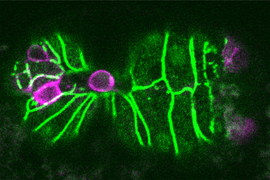 C. elegans embryo