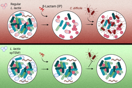 engineered strain of bacteria