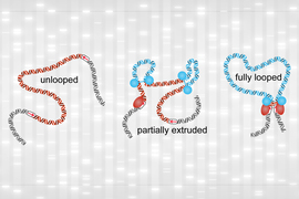 looped chromatin