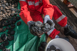 Gloved hands carry a bumpy, shiny black clump called a polymetallic nodule