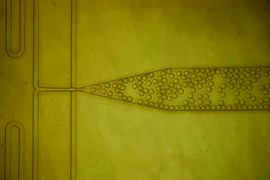 A closeup of a microfluidic device, with many circular droplets inside a pipette-type chamber.