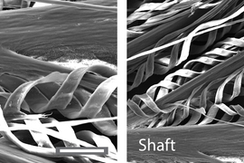 Two monochrome microscopy images show the feathers’ thick grey shaft and barbules. The many white barbules are in helically coiled structures.