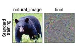 Side-by-side image comparison is labeled, “standard training.” On left, a photo of a bear is labeled “natural image.” On right, chaotic colorful static is labeled “final.”