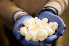 Gloved hands hold a pile of hollow silk casings for seeds. They are about the size of olives.