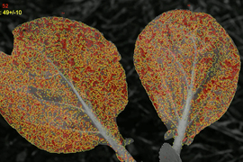 A monochrome photo of leaves has red areas showing spray coverage and yellow outlines showing predicted coverage.