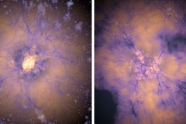 Two images show vein-like connections, in purple, spreading across galaxies connecting celestial bodies.