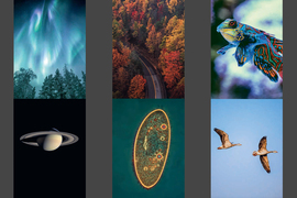 Collage of images including the northern lights, fall foliage, Mandarinfish, Saturn, Paramecia, and geese flying