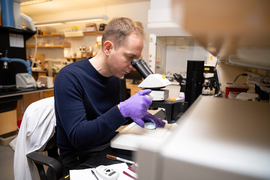 Steven Flavell looks in a microscope in the lab.