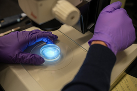 Steven Flavell prepares a slide for the microscope.