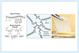 Diagram of 5mm gel sheet, showing mucus protein and polymers coming together at star-shaped crosslinkers