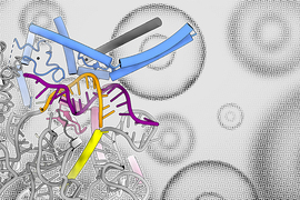 Luc7, the blue group of proteins, against a background of human cells