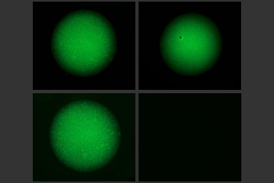 MIT engineers created a DNA-acrylamide gel that can be degraded by DNA-editing enzymes. At right, the gel is broken down after two hours of exposure to a DNA "trigger sequence." At left, the gel is exposed to DNA that doesn't contain the trigger sequence, so it remains intact.